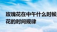 玫瑰花在中午什么时候开花 了解玫瑰中午开花的时间规律